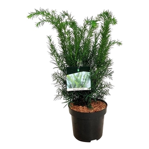 Taxus media 'Farmen'