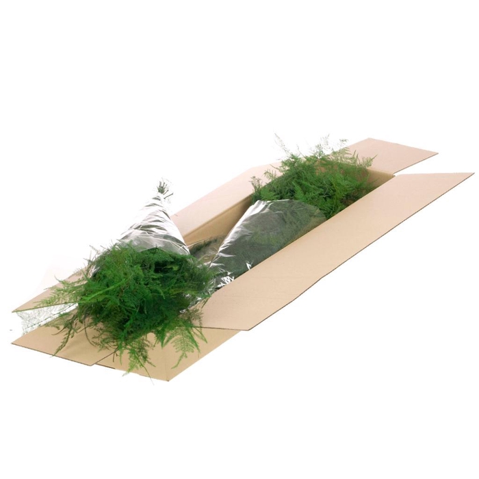 <h4>Asparagus Preserved Sb Moss Green</h4>