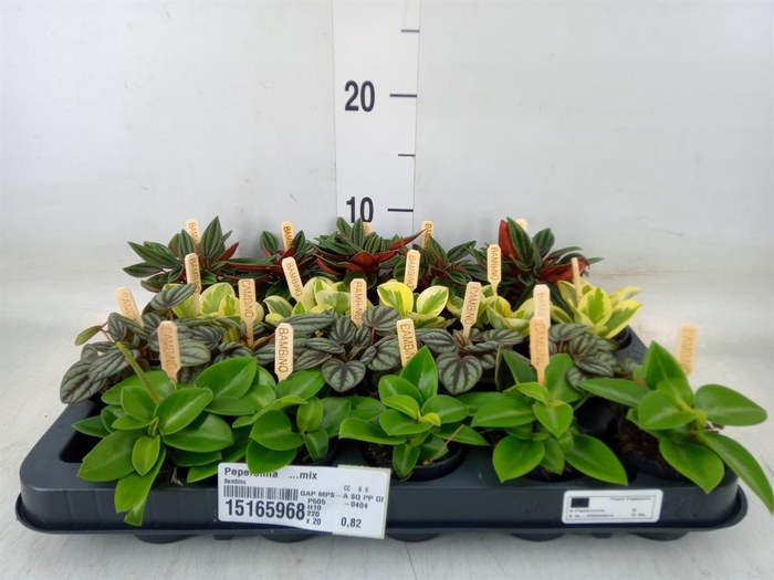 <h4>Peperomia   ...mix</h4>