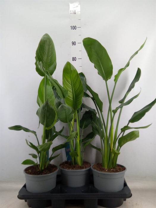 <h4>Strelitzia reg.   ...no flowers</h4>