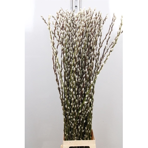 Salix Ca Snow Flake