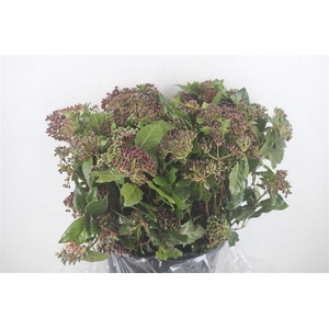 Vib Berry Red P Bunch