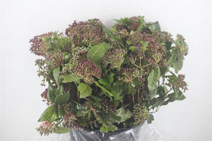 <h4>Vib Berry Red P Bunch</h4>