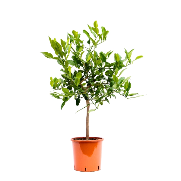 <h4>Citrus Hystrix</h4>
