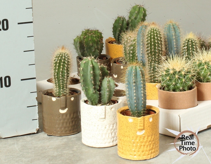 <h4>CACTUS OV</h4>