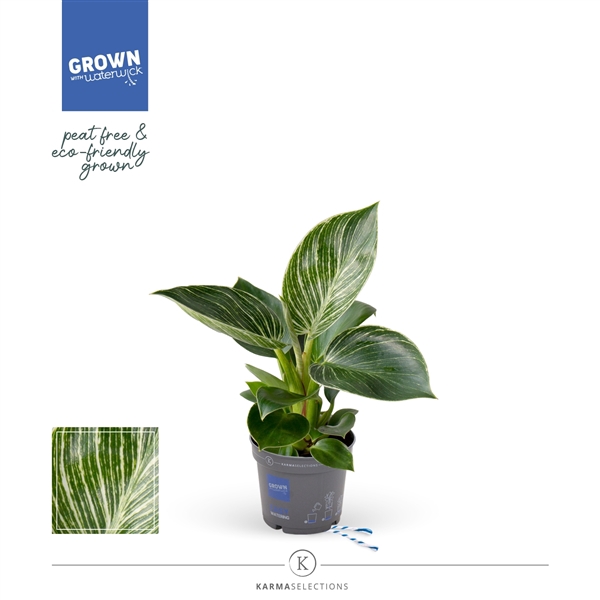 <h4>Philodendron - KARMA White Stripe | Veenvrij | 9cm</h4>