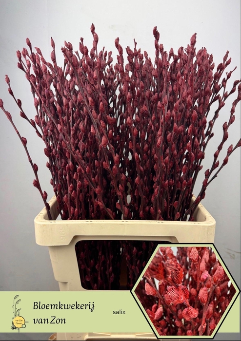 <h4>SALIX OV KLB H%</h4>