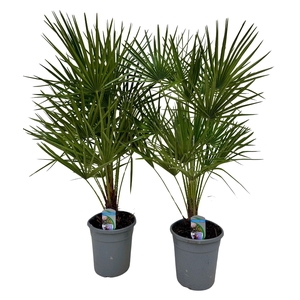 Chamaerops humilis