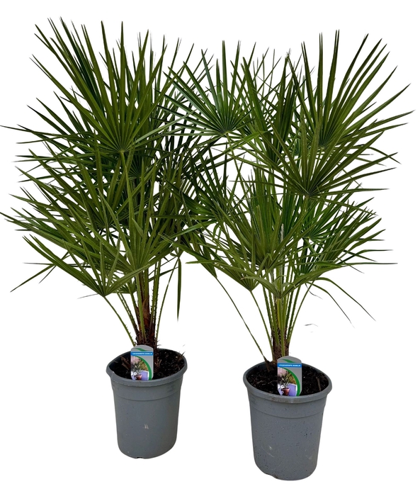 <h4>Chamaerops humilis</h4>