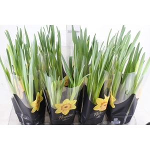 NARCISSUS AMARELO P14 QUADRADO