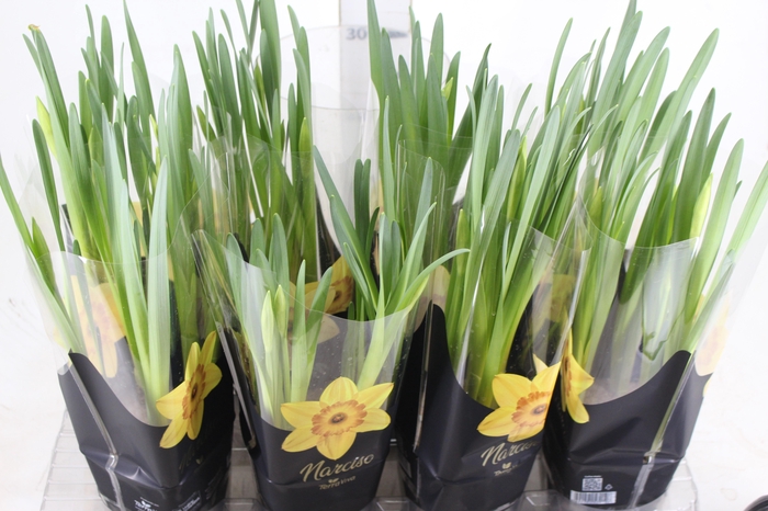 <h4>NARCISSUS AMARELO P14 QUADRADO</h4>