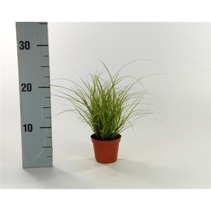 Carex brunnea 'Jubilo' p8