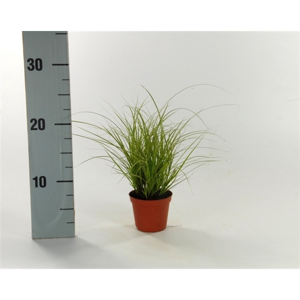 <h4>Carex brunnea 'Jubilo' p8</h4>