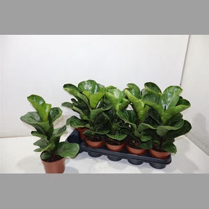 Ficus Lyrata Bambino