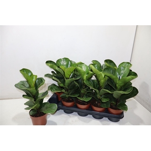 Ficus Lyrata Bambino
