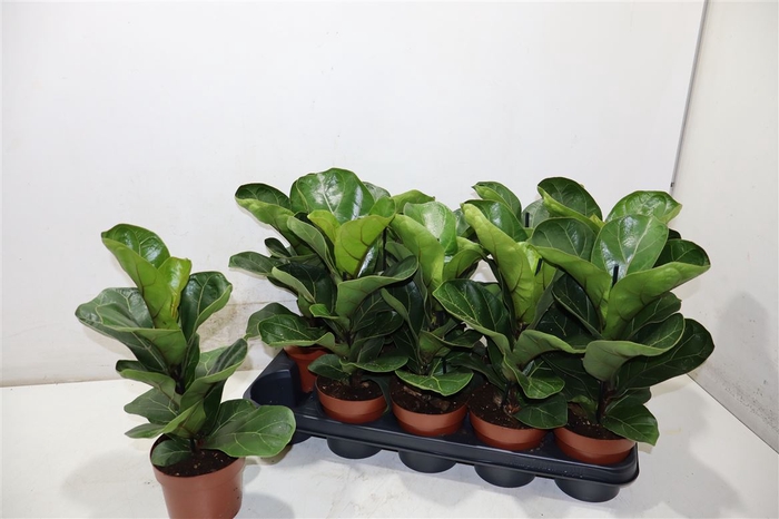 <h4>Ficus Lyrata Bambino</h4>