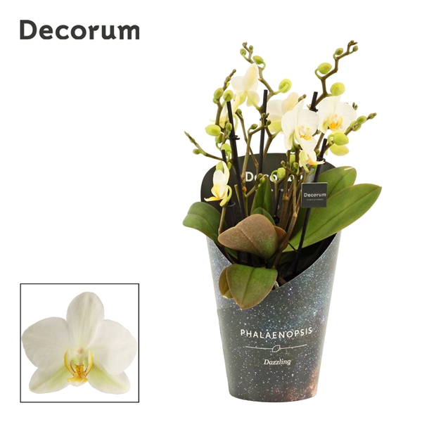 <h4>Phalaenopsis dazzling Lausanne 5+ tak (Decorum)</h4>