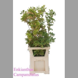 Enkianthus Campanulatus Extra