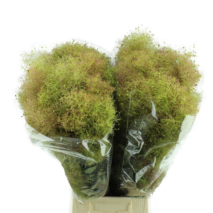 <h4>Cotinus Pruik</h4>