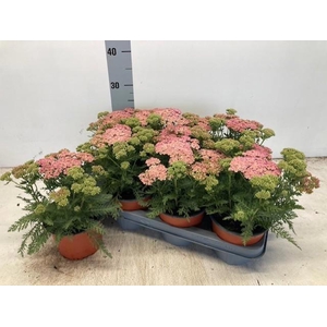 ACHI MILLEFOLIUM
