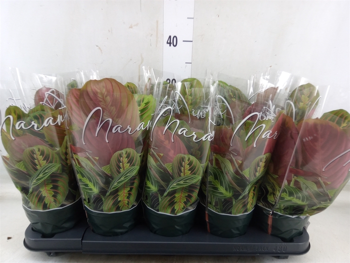 <h4>Maranta leuc. 'Fascinator'</h4>