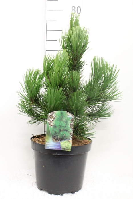 <h4>Pinus heldreichii 'Malinka' P26 potgedrukt</h4>