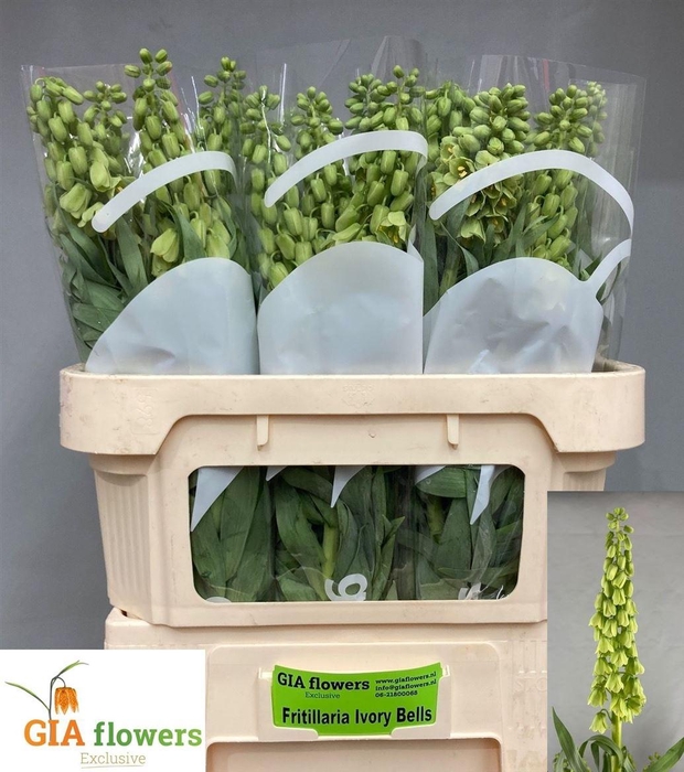 <h4>Fritillaria Ivory Bells</h4>