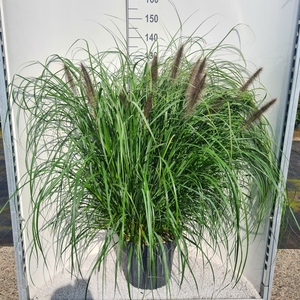 PENNI ALOPECUROIDES