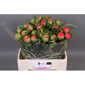 Paeonia Coral Sunset | XXL