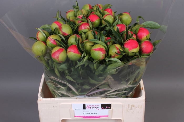 <h4>Paeonia Coral Sunset | XXL</h4>
