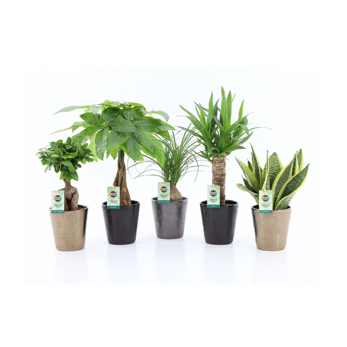 <h4>Easy to Care Mix in Infinity Keramiek</h4>