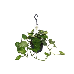 Epipremnum Scindapsus hangpot