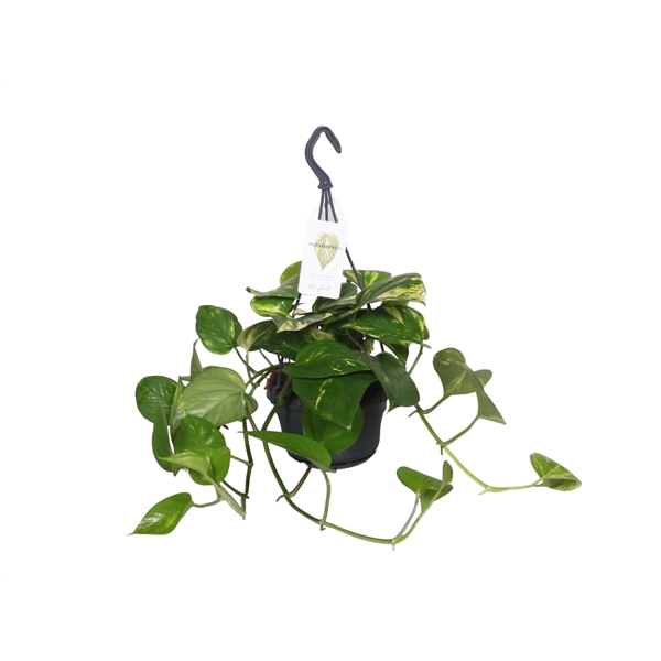 <h4>Epipremnum Scindapsus hangpot</h4>