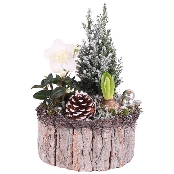 <h4>Christmas Arr. Outdoor Wooden Pot Round Bark Salim Ø21cm 3PP</h4>