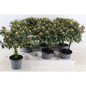 ** Rhodo Sachsenstern Stam Medium * Spring Deal *