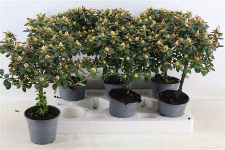 <h4>** Rhodo Sachsenstern Stam Medium * Spring Deal *</h4>