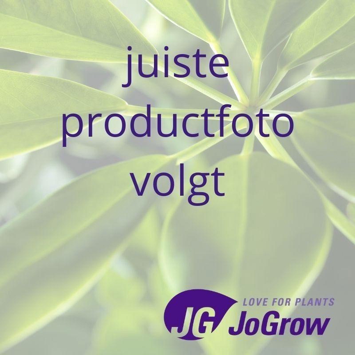 <h4>Aglaonema Stripes</h4>