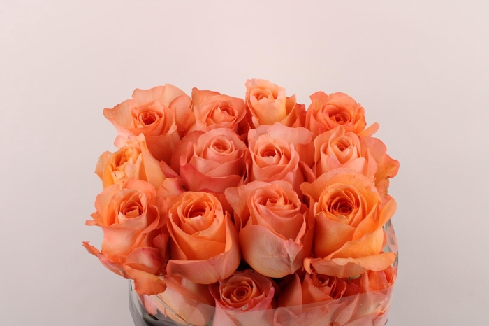 <h4>R Gr Coral Reef</h4>