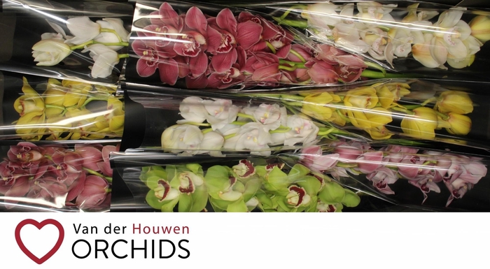 <h4>60 cm Gemengd..</h4>