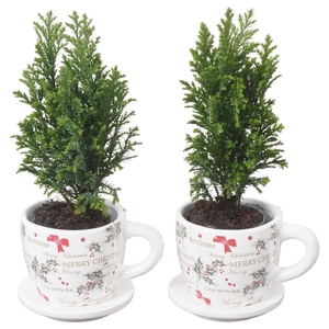 PTK25147 Ellwoodii in keramiek kop en schotel