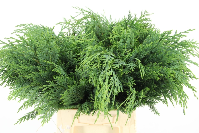 <h4>CONIFEER GROEN BS</h4>