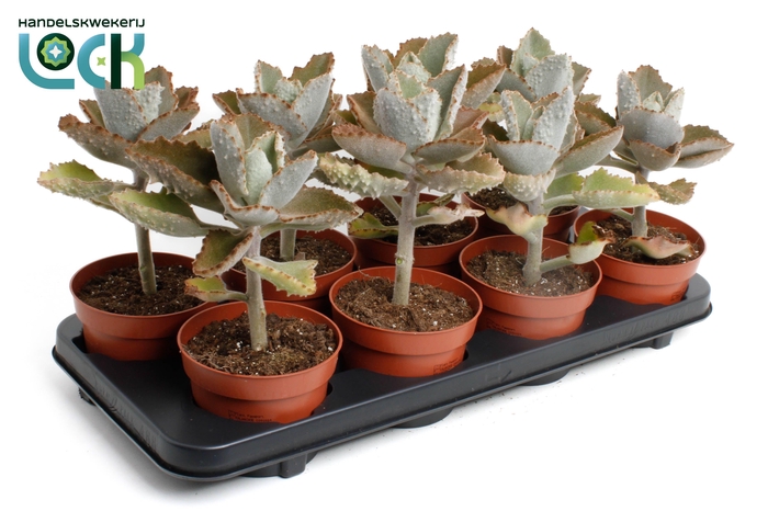 <h4>Kalanchoe Beharensis</h4>