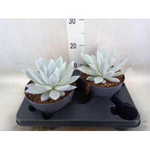 Echeveria  'Mexican Giant'