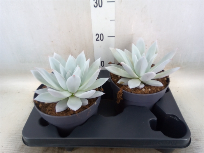 <h4>Echeveria  'Mexican Giant'</h4>