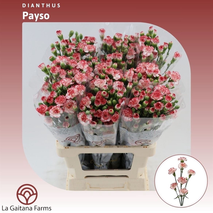 <h4>Dianthus tr Payaso</h4>