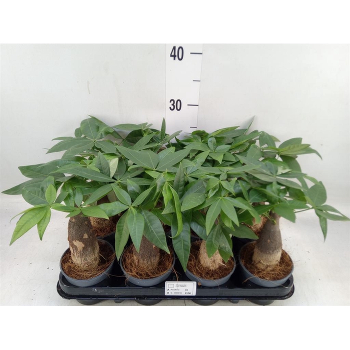 <h4>Pachira aquatica</h4>