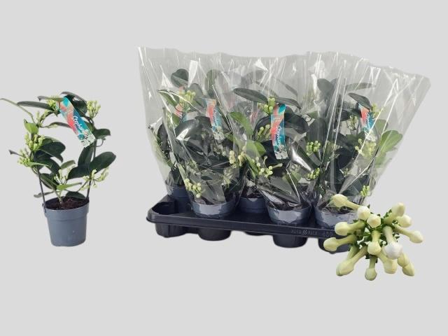 <h4>STEPH FL OV</h4>