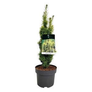 Taxus b. 'David'