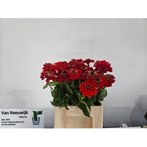 ZINNIA ELEGANS