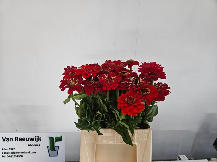 <h4>ZINNIA ELEGANS</h4>